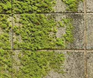 Moss on patio