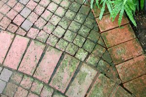 green algae on patio