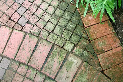 How Do I Remove Green Algae From My Patio Comfy - How To Clean Mold Off Patio Pavers