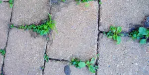 vinegar and Epsom salt kill weeds