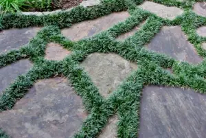 grass between pavers