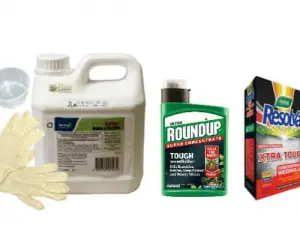 Best Weed Killers