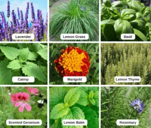 Mosquito repellent plants