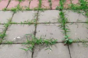 weeds in cracks