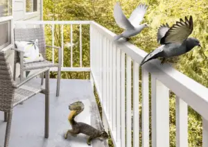 keep birds away from porch