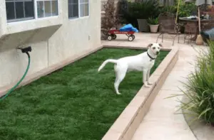 dog potty pad