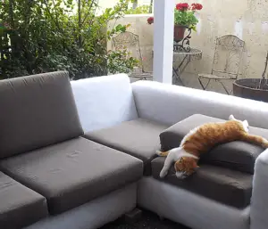 cat on outdoor couch