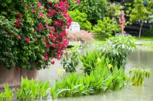 standing water in yard