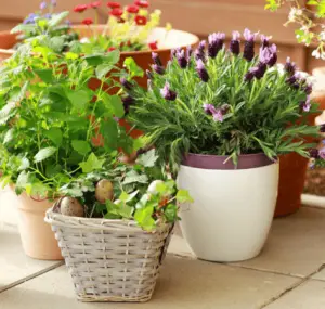 Outdoor potted plants