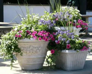 Full Sun container Plants