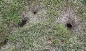 Snake holes in yard