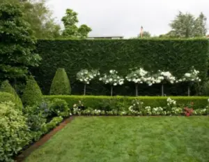 windbreak hedge