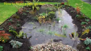 A rain Garden