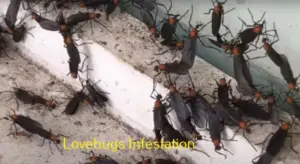 lovebugs control