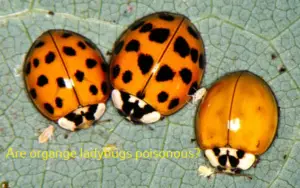 Orange ladybugs
