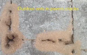 outdoor ants in pavers