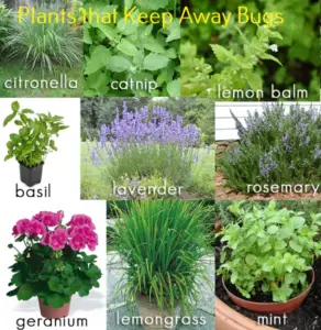 Plants that keep away bugs