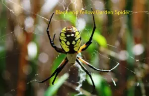 Garden spiders