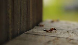 Ants on patio