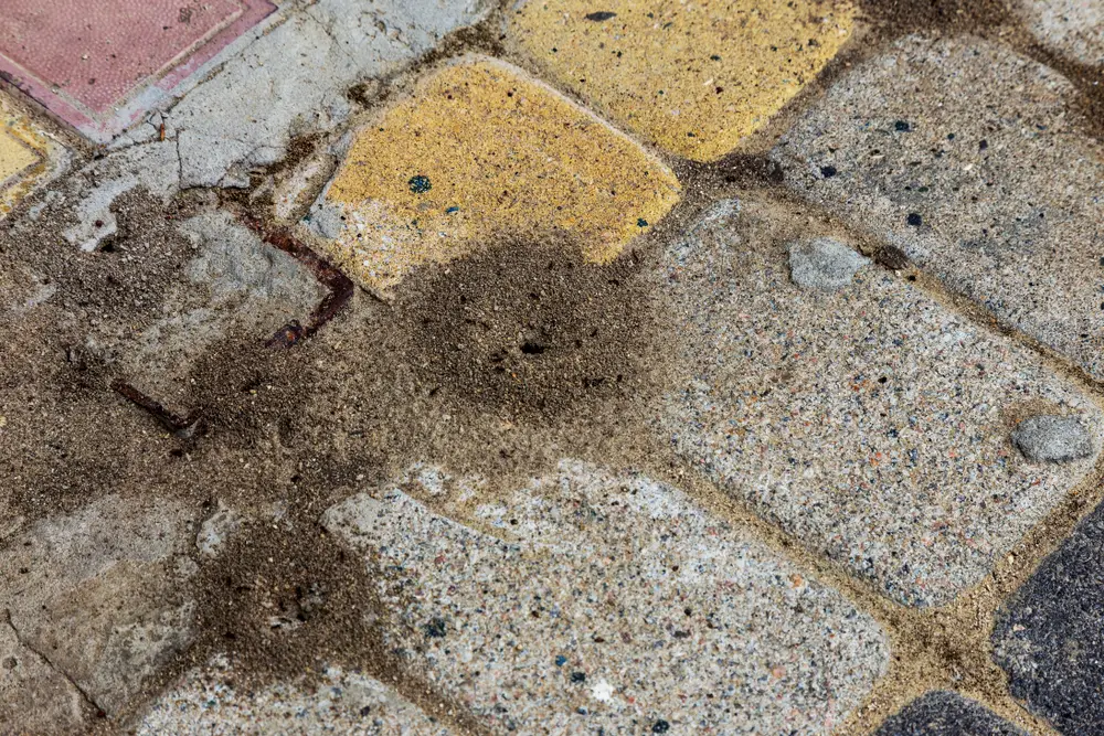 ants in patio stones