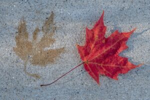 leaf stains in concrete